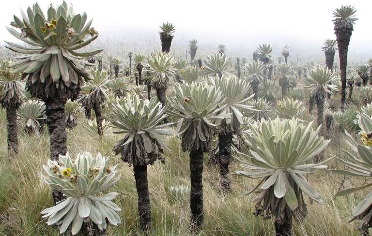 Espeletia pycnophylla im Páramo El Angel, Ecuador