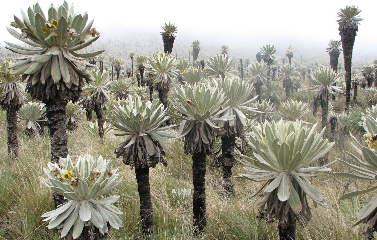 Espeletia pycnophylla im Páramo El Angel, Ecuador