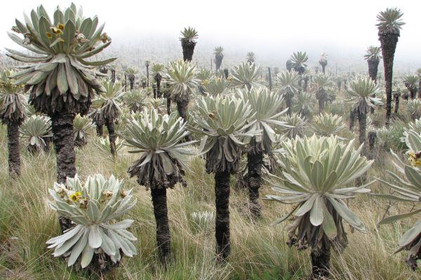 Paramo-Vegetation in den ecuadoriansichen Anden