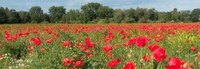 Klatschmohn im Rapsfeld Schwarzrheindorf