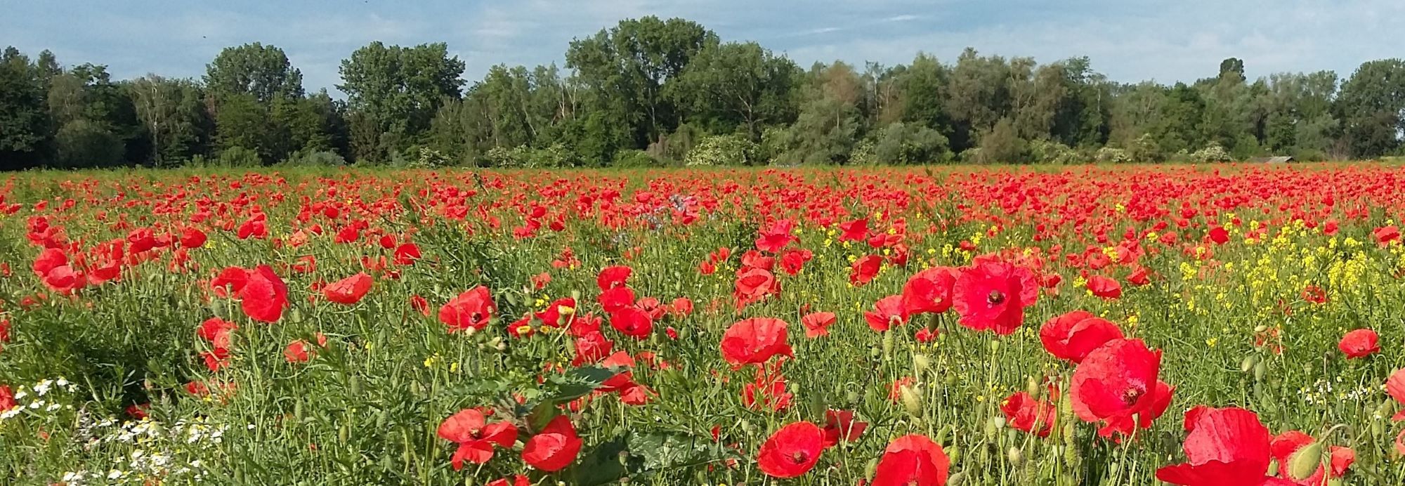 Klatschmohn im Rapsfeld Schwarzrheindorf