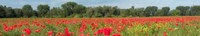 Feld mit Mohn Beuel (J. Mutke)