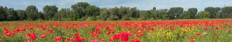 Feld mit Mohn Beuel (J. Mutke)