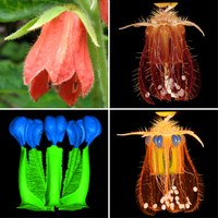 Nasa amaluzensis