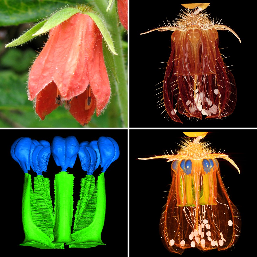 Nasa amaluzensis