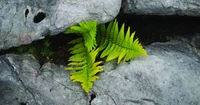 Pictures_BlogFormat_Botanik_Geo.jpg
