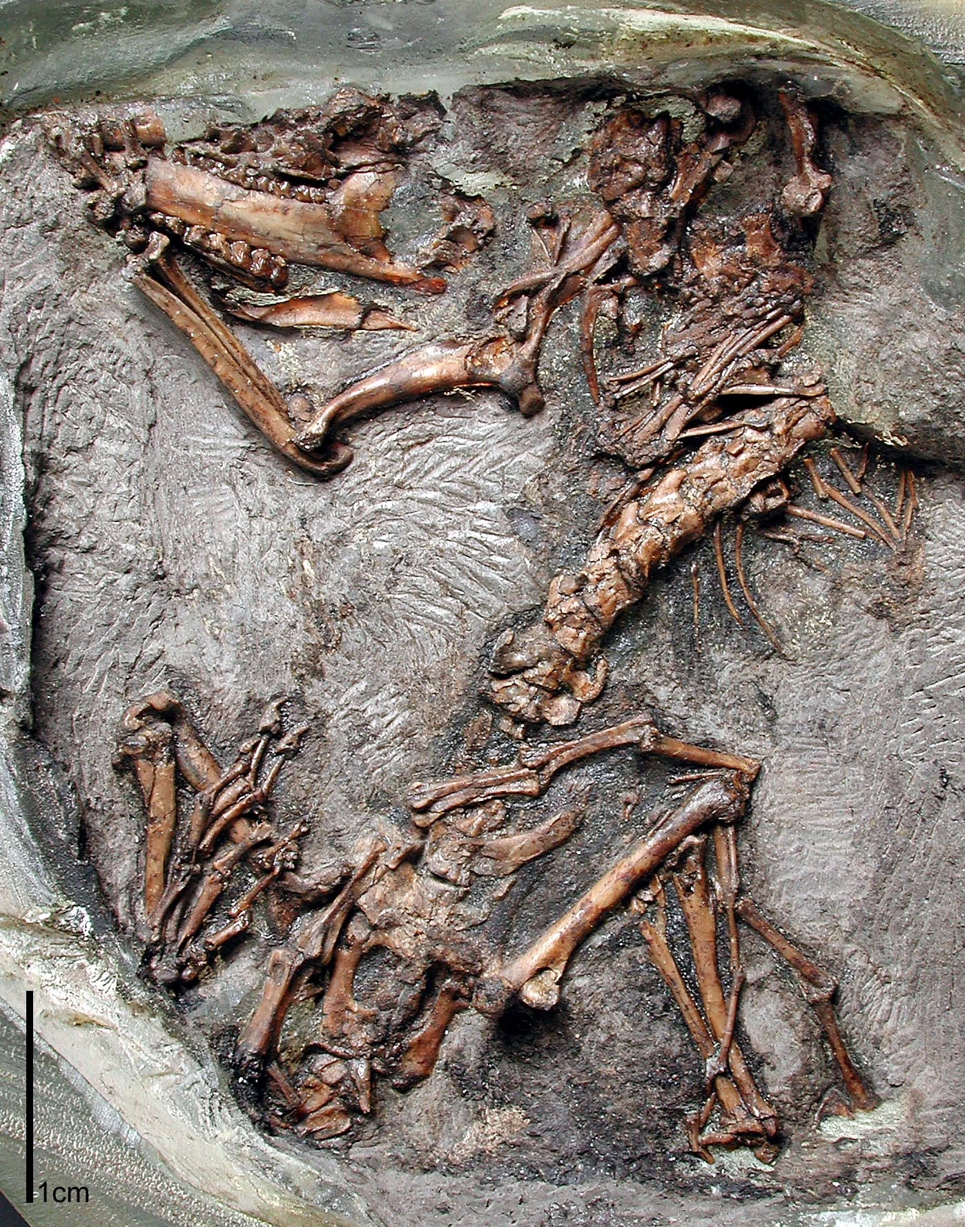 Henkelotherium