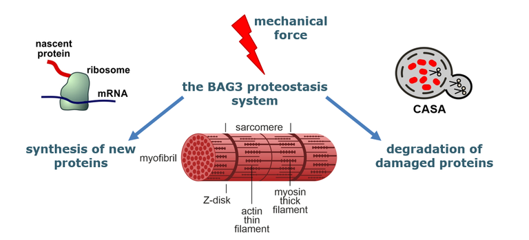 bag3 proteostasis.PNG
