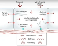cell mechanics.PNG