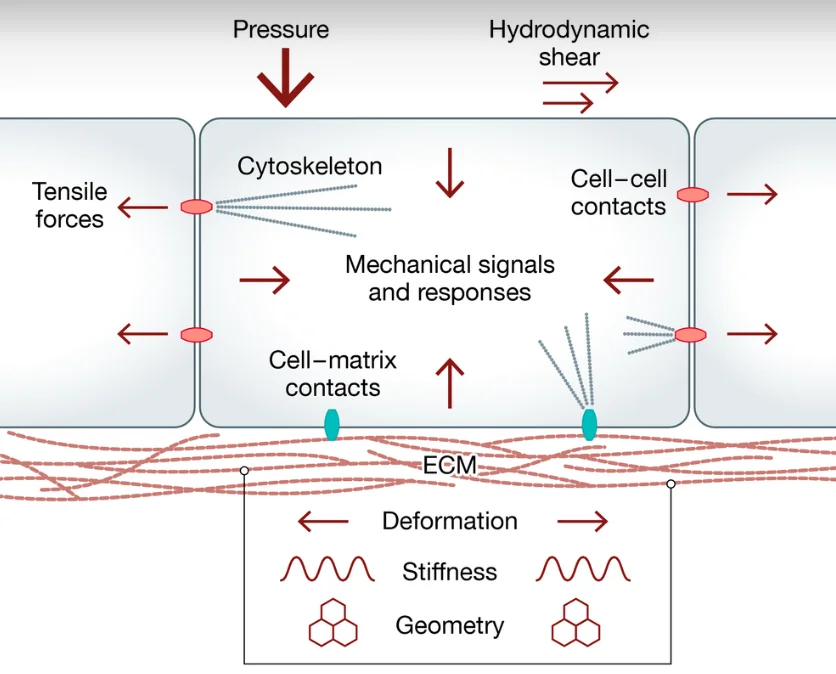 cell mechanics.PNG