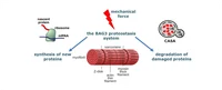 proteostasis.png