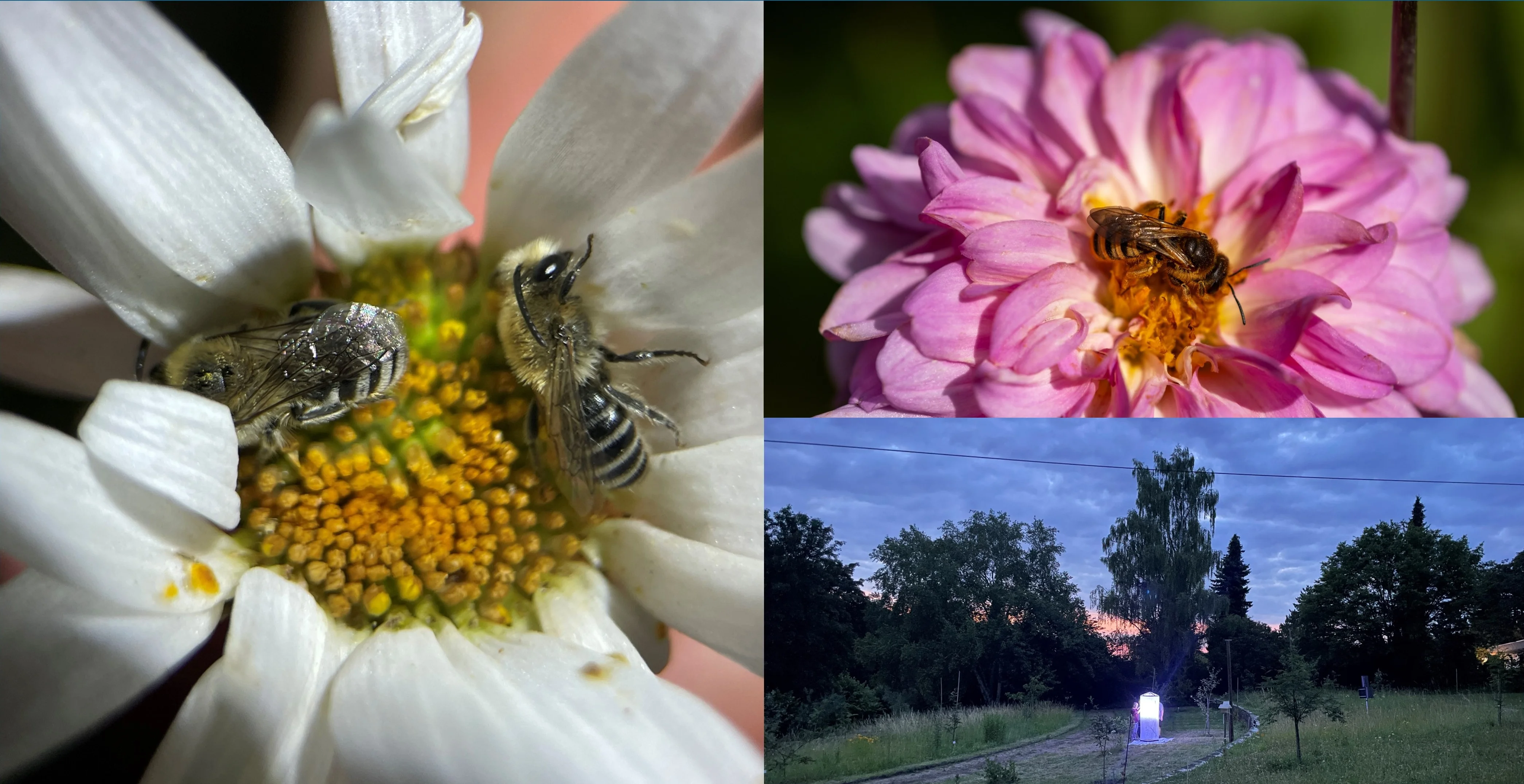 Collage_BioBlitz1.jpg