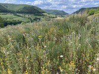 IMG_0726.JPG