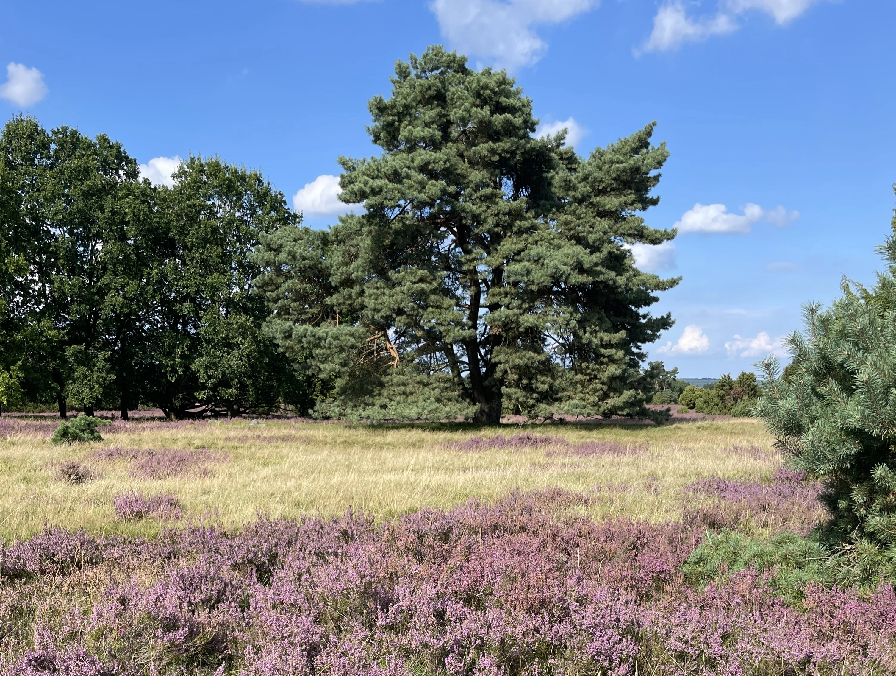 WahnerHeide