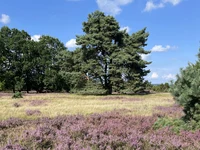 WahnerHeide