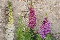 MarlonFlowers_1.jpg
