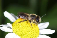 Sebastian_Hopfenmüller_Megachile-versicolor-Karlstadt_1.JPG