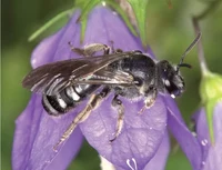 Wildbee2026.webp