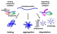 Model Proteinhomoestase.PNG