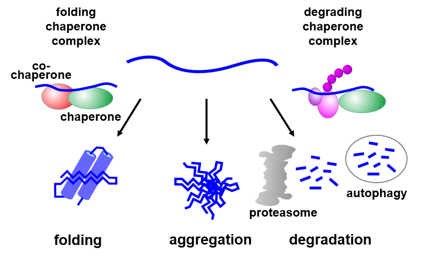 Model Proteinhomoestase.PNG