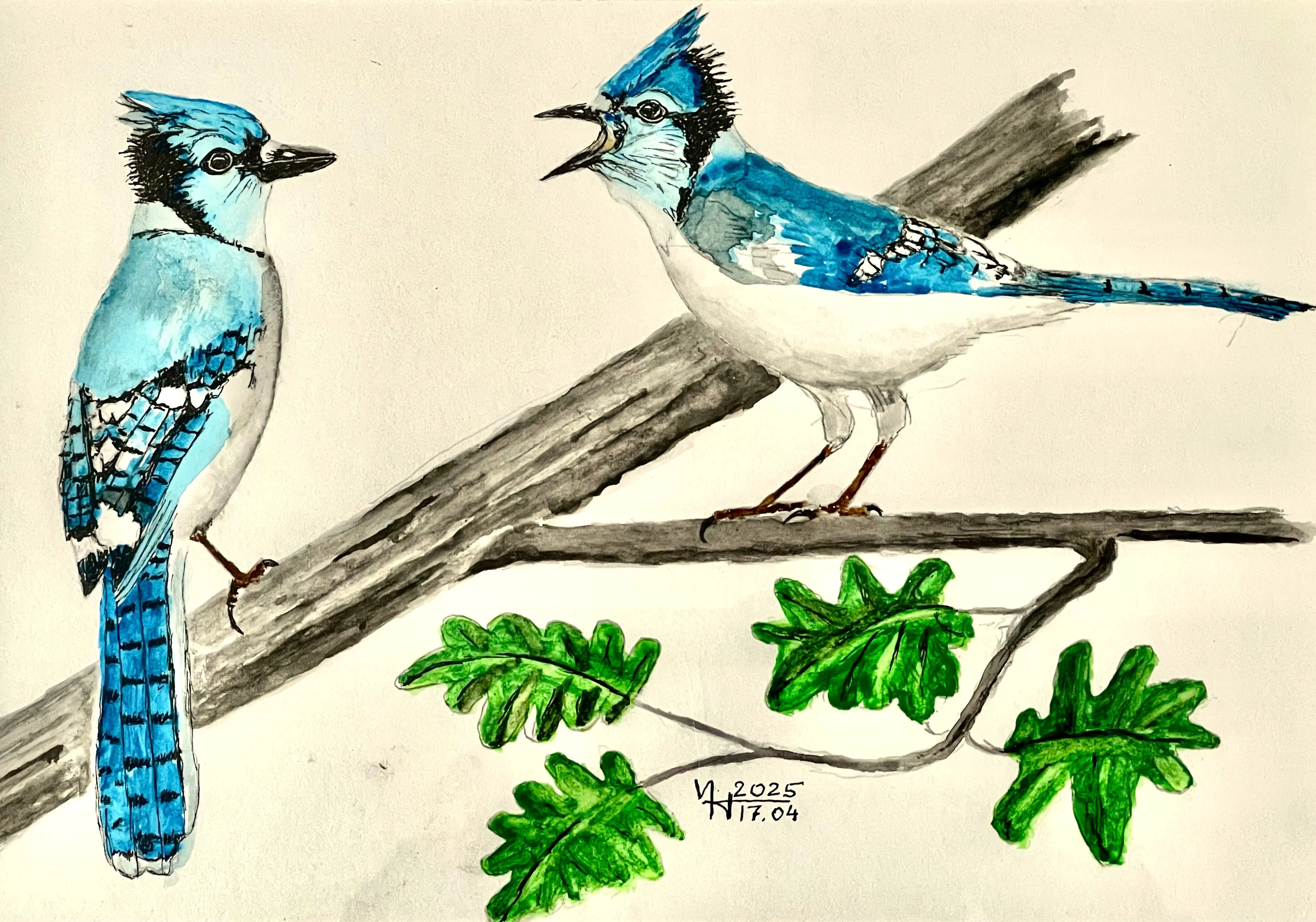 bluejay_2.jpg