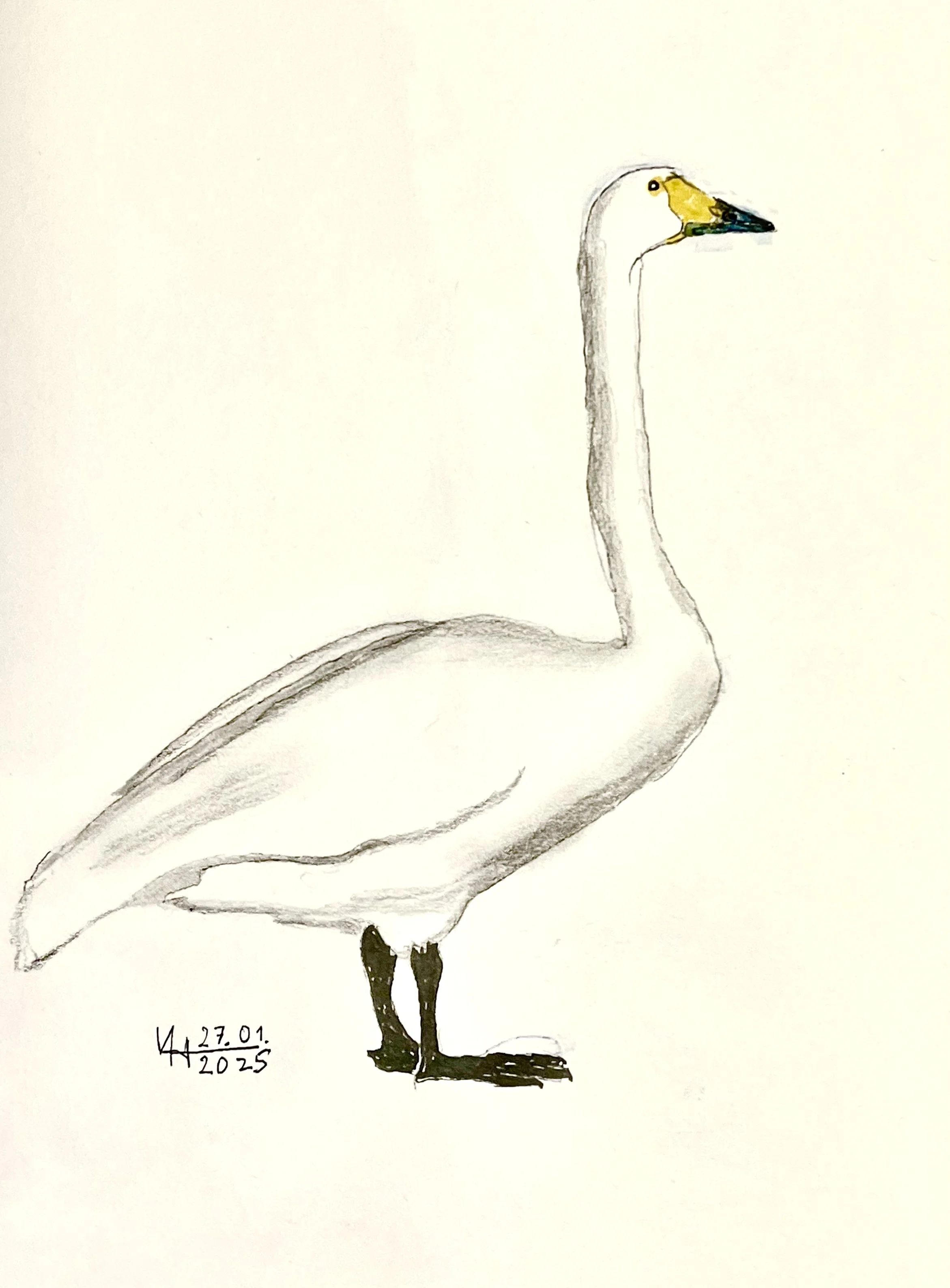 singschwan_1.jpeg