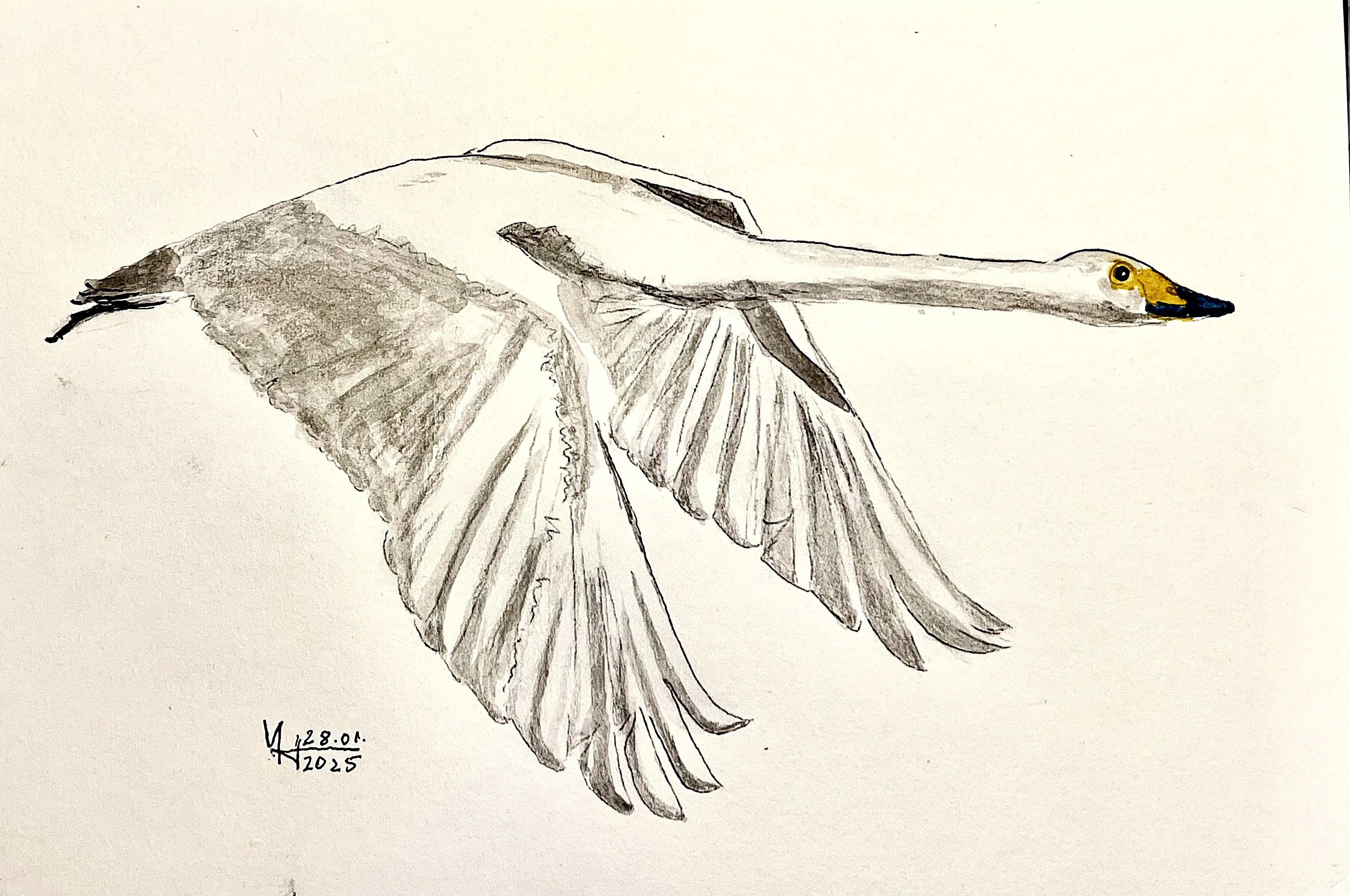 singschwan_4.jpg