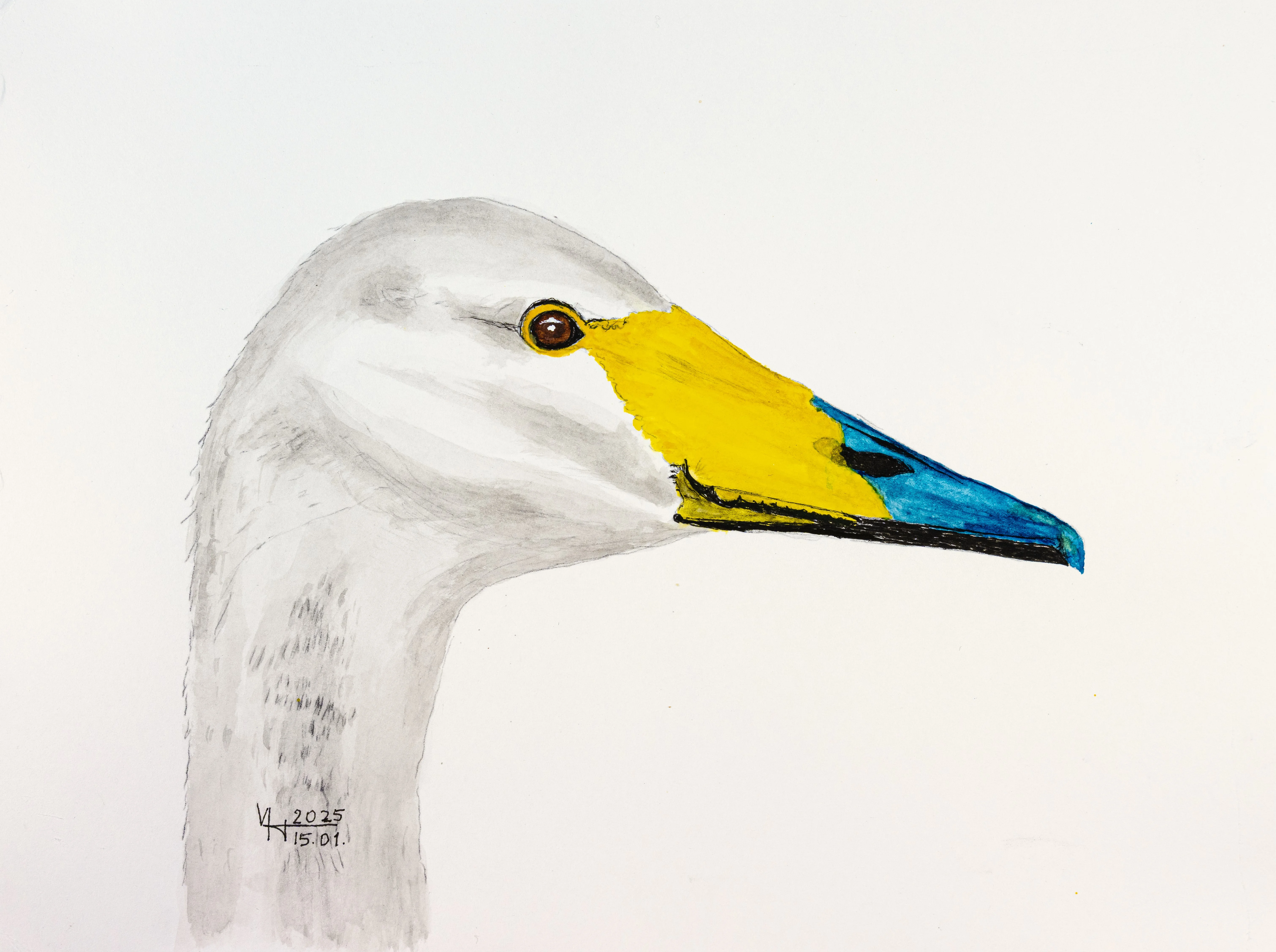 singschwan_5.jpg