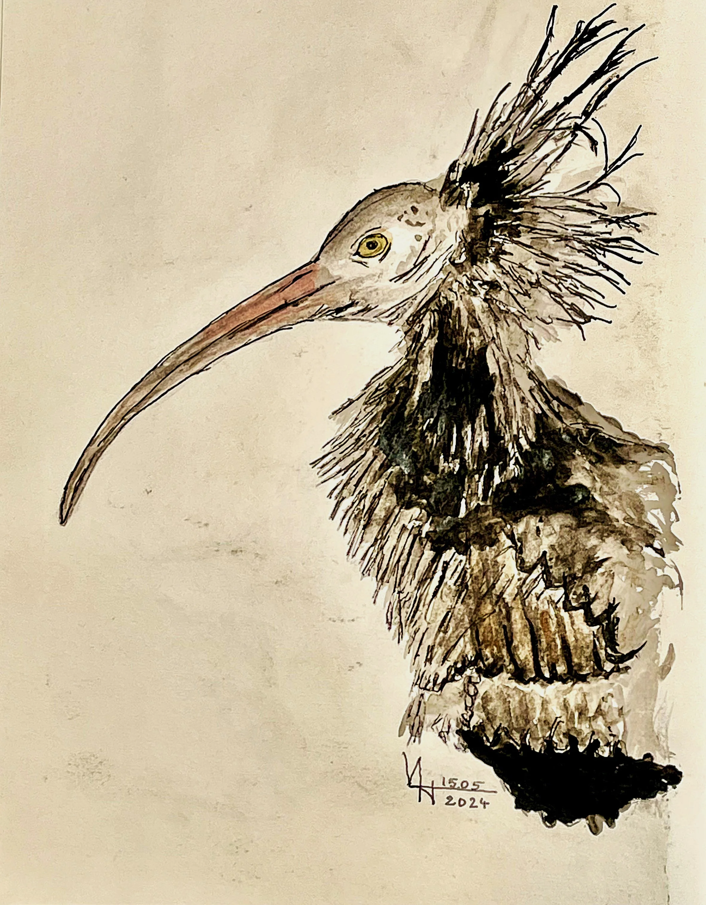 waldrapp_2.jpg