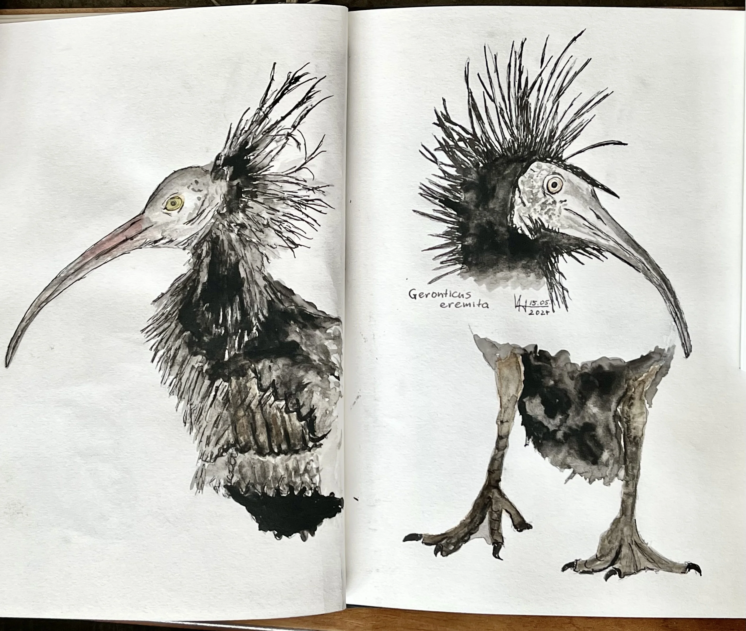 waldrapp_3.jpg