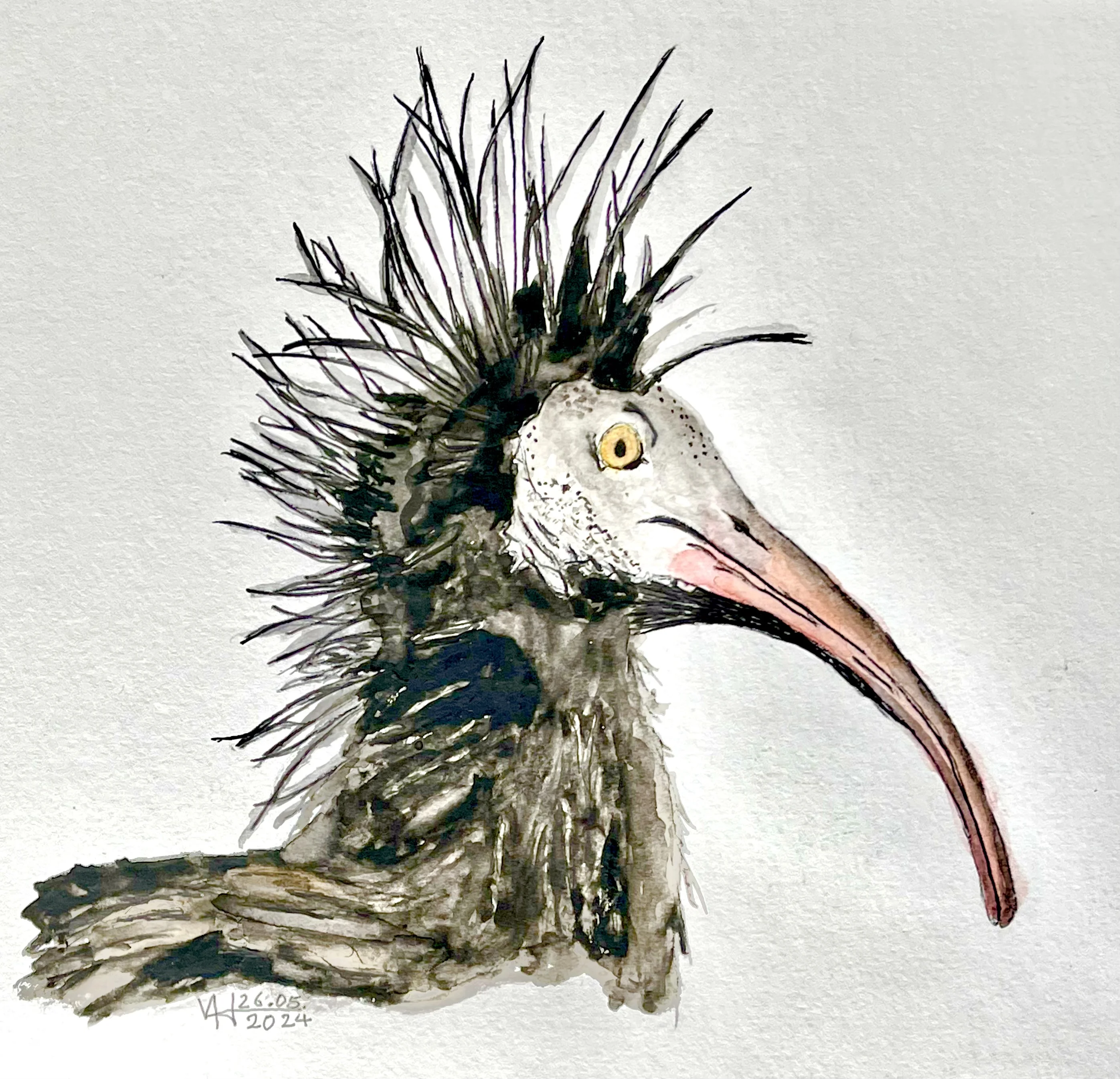 waldrapp_4.jpg