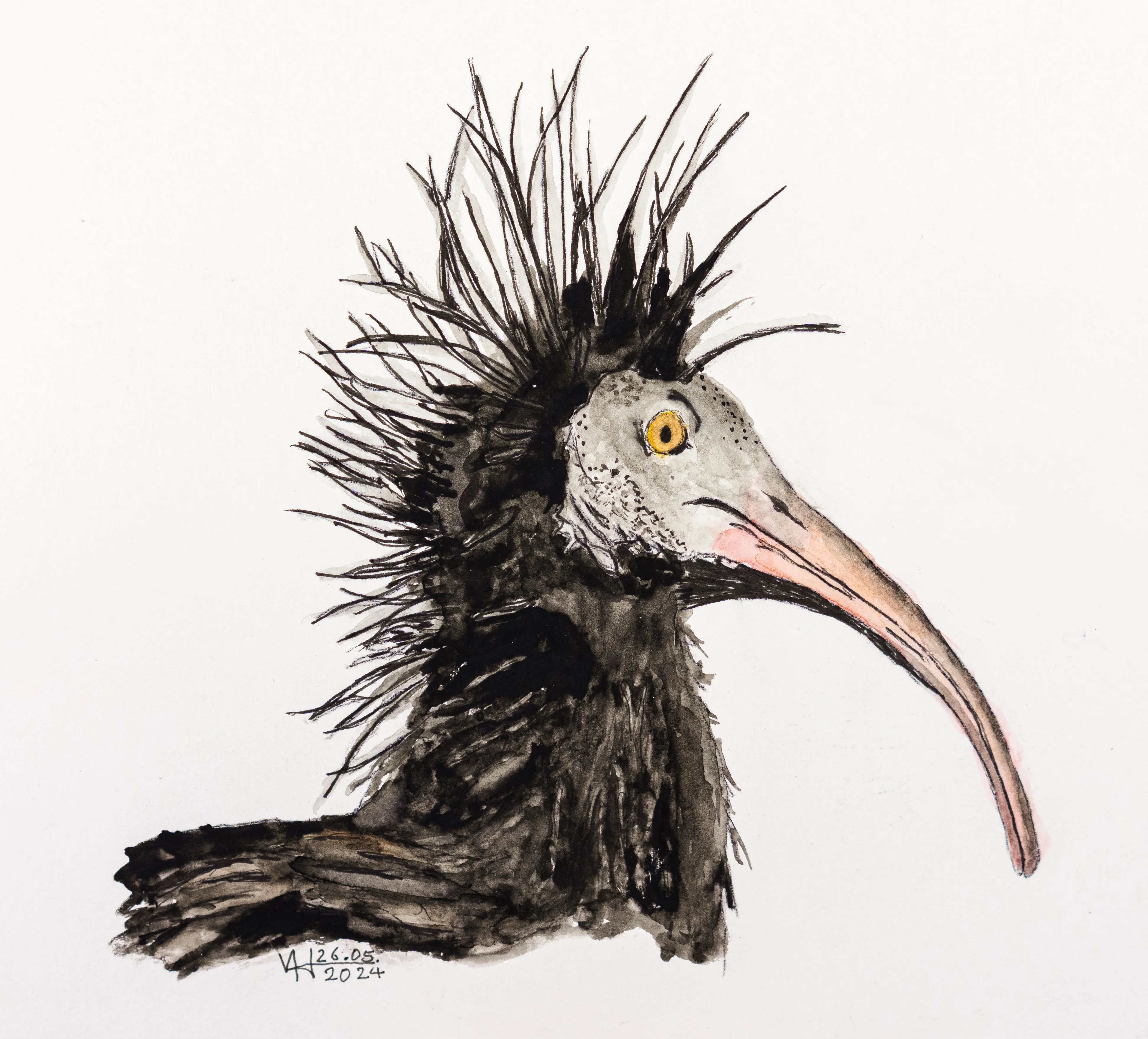 waldrapp_7.JPG